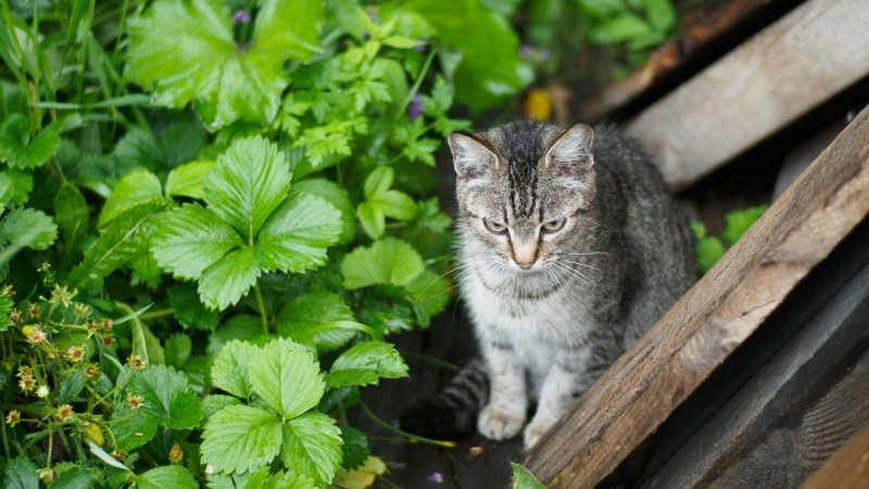 Що означає бачити хворого або пораненого кота уві сні
