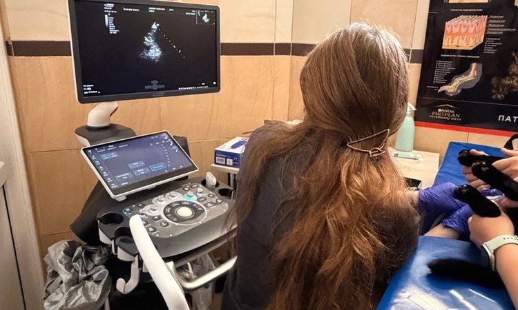 УЗД для тварин: що показує діагностика і коли її потрібно робити